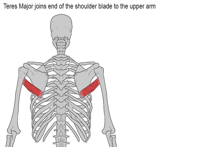 Note: The teres major is found on top of the latissimus dorsi.